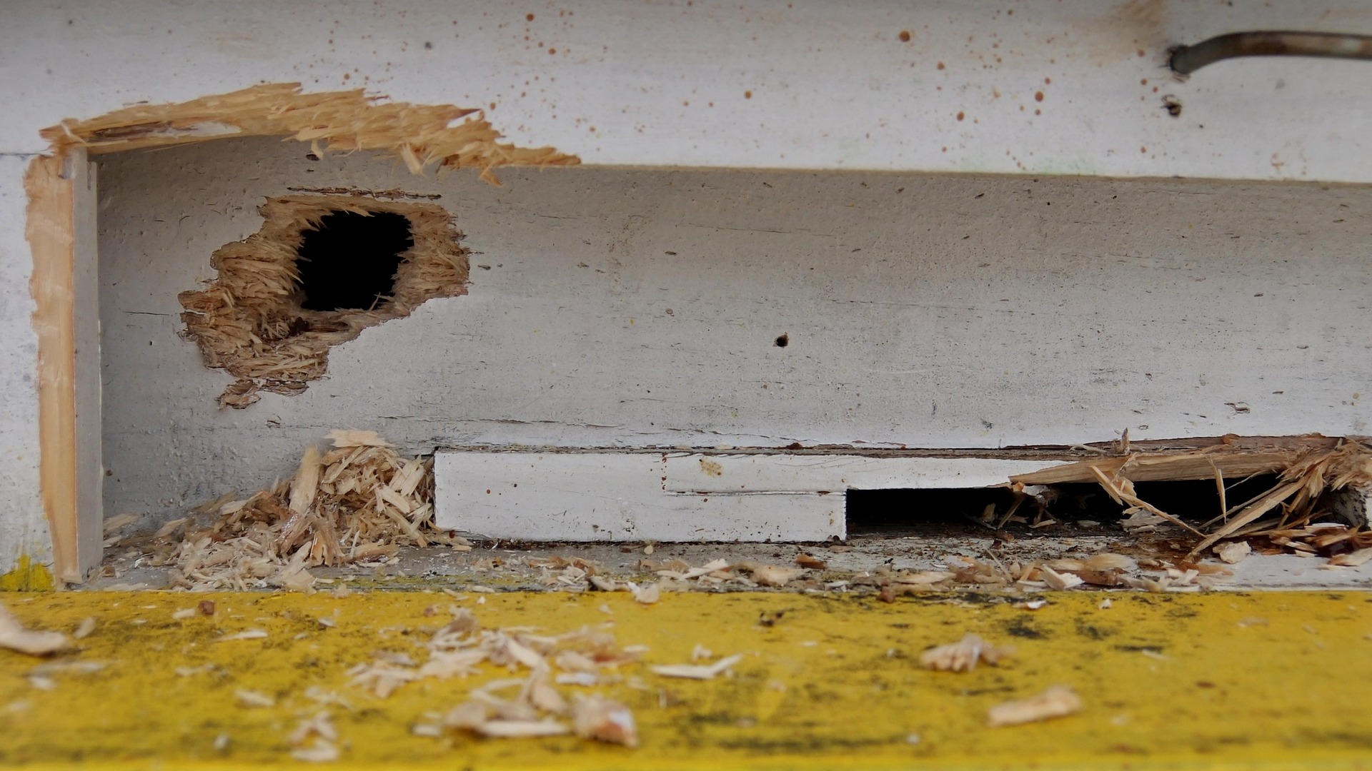 Am &icirc;nghețat puțin. Dar albinele sunt &icirc;n siguranță