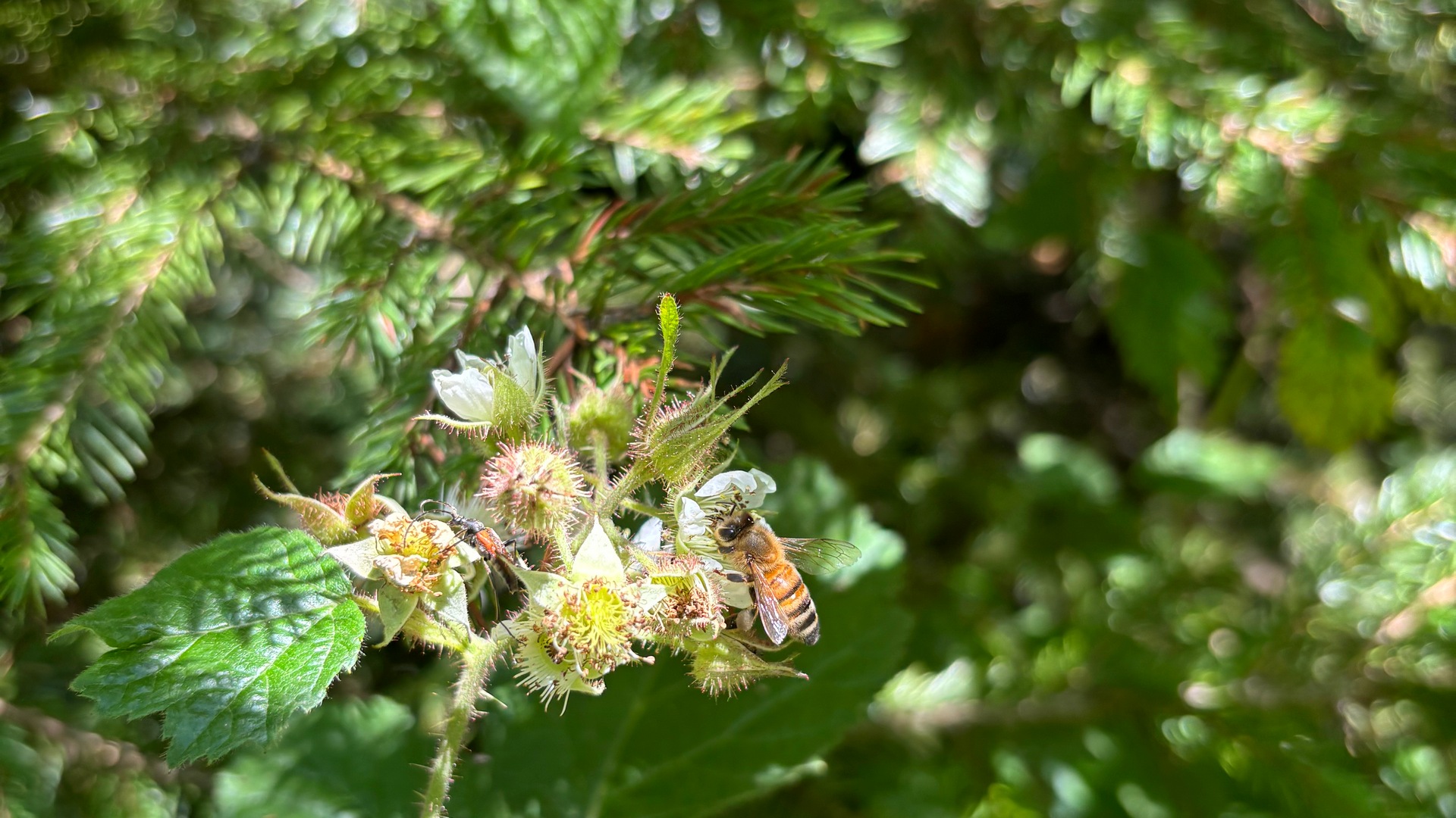 Miere montană pură 390 gr
