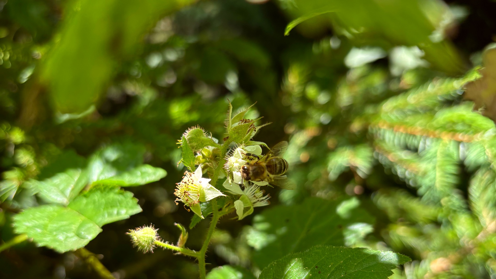 Miere montană pură 960 gr